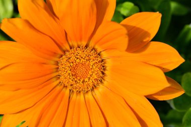 Güzel, güneşli, parlak çiçekler bahçede.