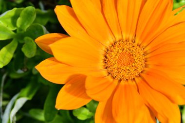 Güzel, güneşli, parlak çiçekler bahçede.