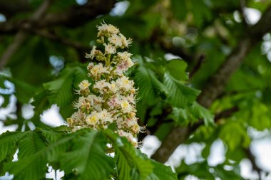 Güneşli yaz gününde bahçede yetişen güzel çiçekler.