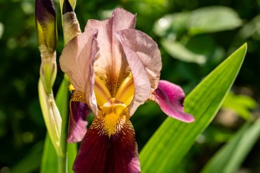 Bahçedeki güzel çiçekleri kapat.