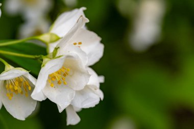 Kiraz çiçeğinin beyaz çiçekleri. bahar arkaplanı.