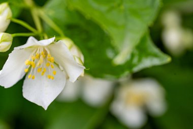 Bahçedeki güzel beyaz çiçekler