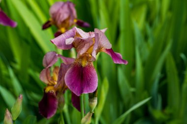 Bahçedeki güzel iris çiçeklerine yakın çekim