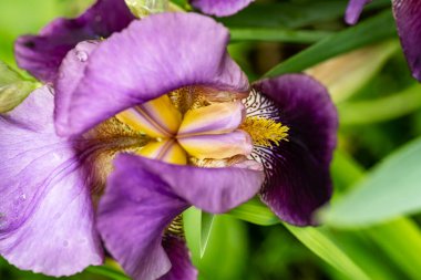 Bahçedeki güzel iris çiçeklerine yakın çekim