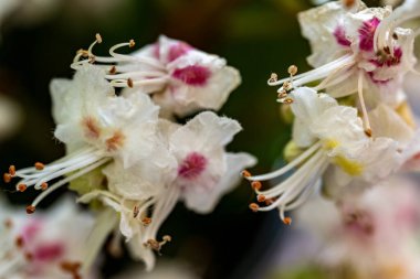 beyaz elma çiçekleri.