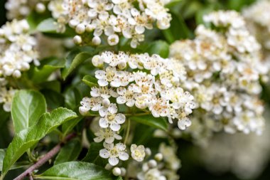 Bahçedeki bir ağacın beyaz çiçekleri