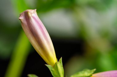 Bahar bahçesinde yetişen güzel tomurcuk çiçeği 
