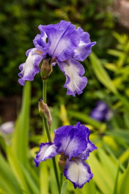 mor lauri nardini (Laurinardini)) 