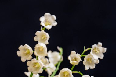 Siyah arkaplanda beyaz çiçekler