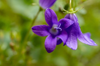 mor lauri nardini (Laurinardini)) 