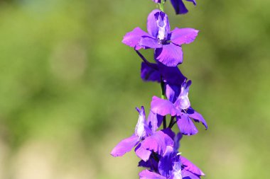 mor lauri nardini (Laurinardini)) 