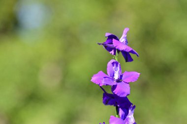 mor lauri nardini (Laurinardini)) 