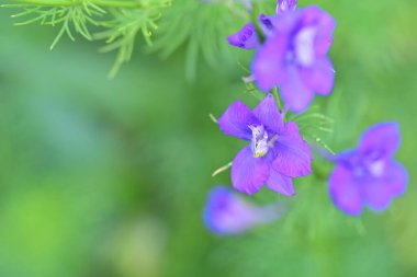 mor lauri nardini (Laurinardini)) 