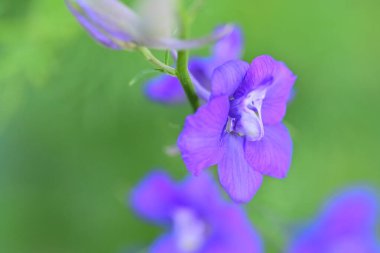 mor lauri nardini (Laurinardini)) 