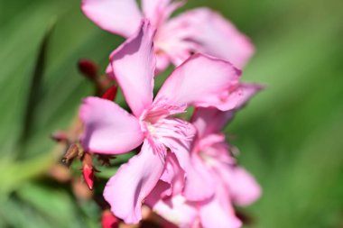 Bahçedeki pembe çiçekleri kapat.