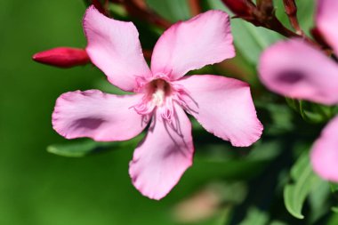 Bahçedeki pembe çiçekleri kapat.