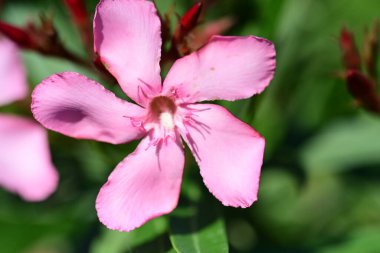 Bahçedeki pembe çiçekleri kapat.