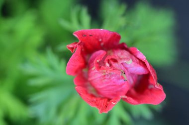 Bahçedeki güzel kırmızı çiçekler