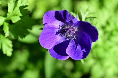 mor lauri nardini (Laurinardini)) 