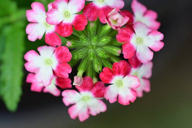 Bahçedeki pembe çiçekleri kapat.