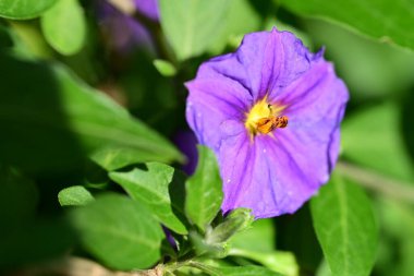 mor lauri nardini (Laurinardini)) 