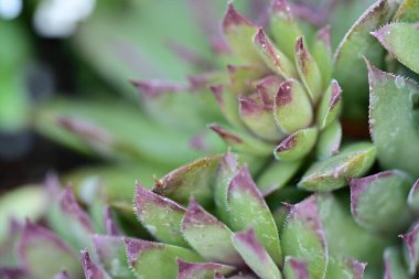 Yakın plan - sulu bitkilerin fotoğrafı 