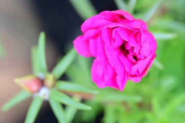 Bahçedeki pembe çiçekleri kapat.