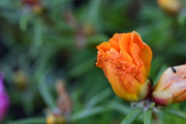 Bahçedeki güzel parlak çiçekler