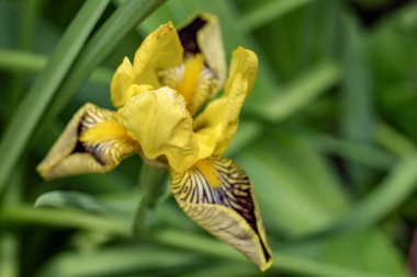 Bahçedeki güzel parlak çiçekler