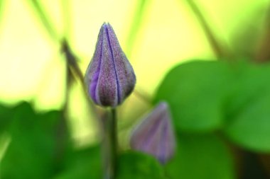 Bahçedeki pembe çiçekleri kapat.