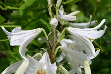 Bahçedeki beyaz zambak çiçekleri. 