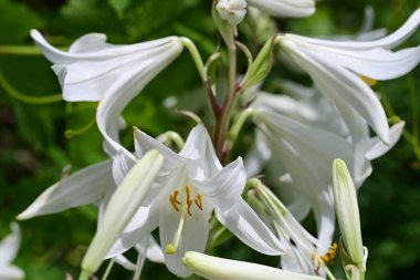 Bahçedeki beyaz zambak çiçekleri. 