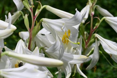 Bahçedeki beyaz zambak çiçekleri. 