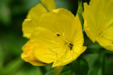 Bahçedeki güzel parlak çiçekler