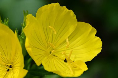 Bahçedeki güzel parlak çiçekler