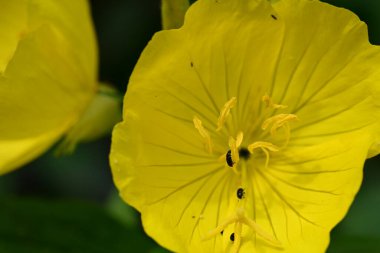 Bahçedeki güzel parlak çiçekler