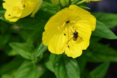 Yaz bahçesindeki güzel çiçeğin yakın görüntüsü.