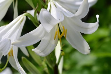 Bahçede beyaz çiçekler