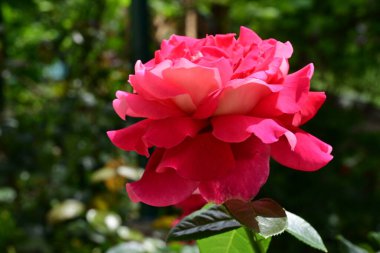 Bulanık arkaplanda güzel gül çiçeğini kapat