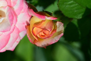 Bulanık arkaplanda güzel gül çiçeğini kapat