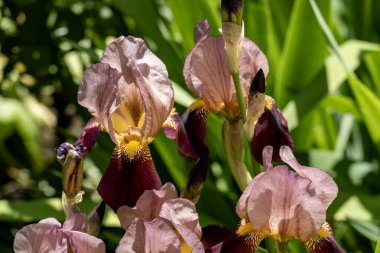 Bahçedeki güzel iris çiçeklerine yakın çekim