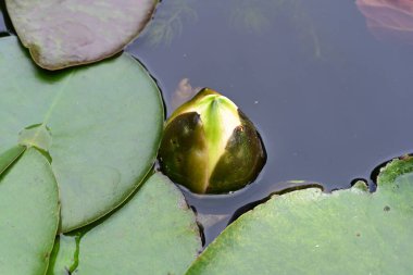 Göl manzaralı nilüfer çiçeği 