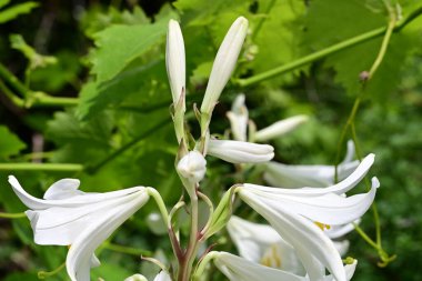 Bahçedeki güzel beyaz çiçekler