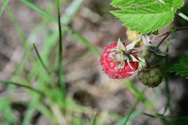 Bahçedeki ahududuları kapatın.