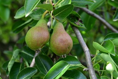 Ağaçta yetişen olgun armutlar. 
