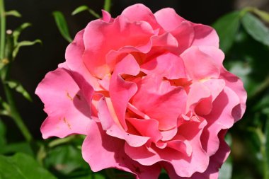 Yazın bahçede güzel bir gül 