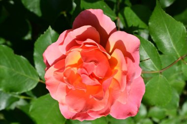 Yazın bahçede güzel bir gül 