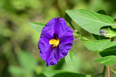 Patates çalılığında güzel mor çiçek