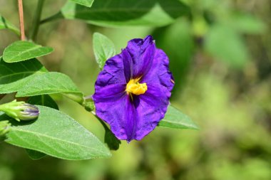 Patates çalılığında güzel mor çiçek