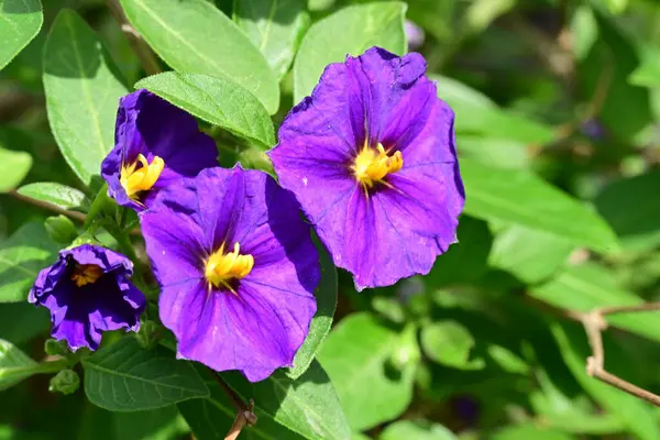 Stock image beautiful purple flower on potato bush